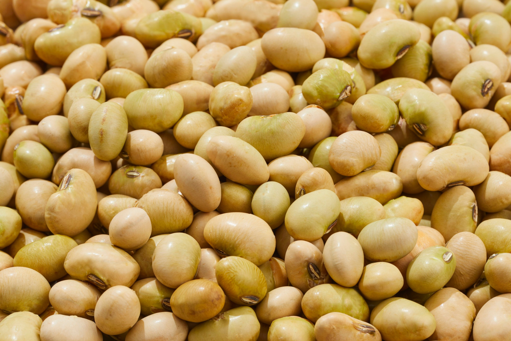 Soya Beans